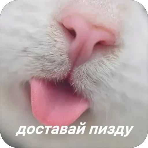 👅